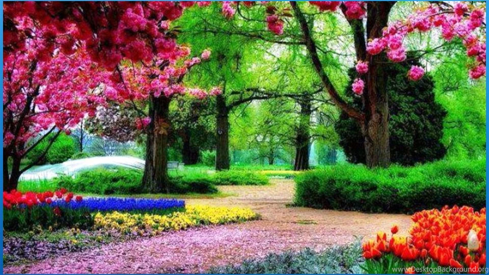 Best HD Flower Wallpapers   Android Apps On Google Play