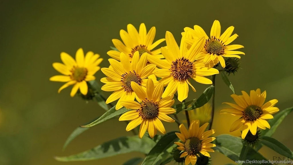 Best Flower Wallpapers in HD 1366x768