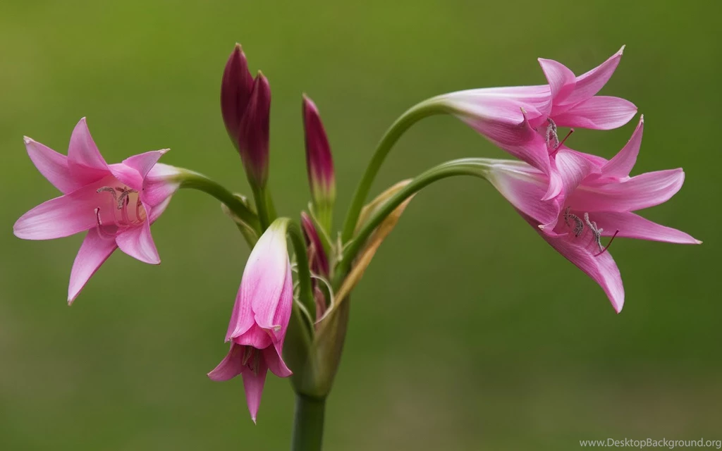 Worlds Best 8 Lovely Flower Wallpapers ~ Simply Get It