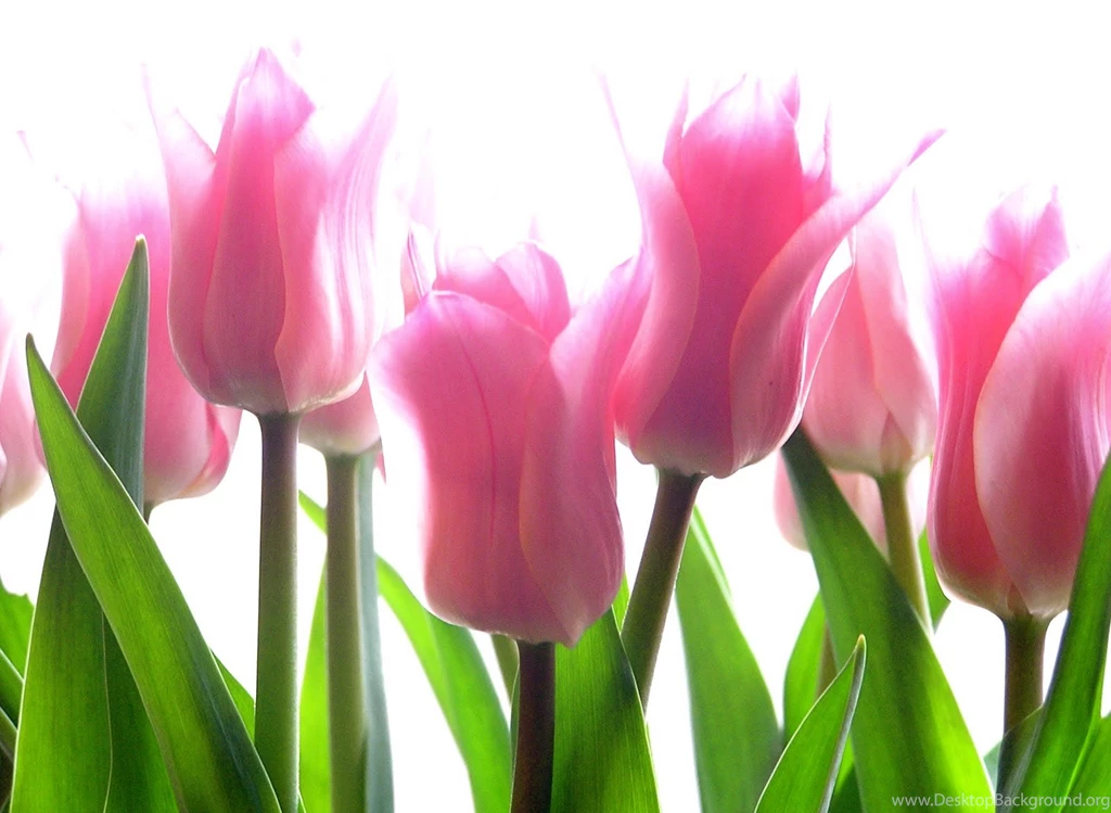 Beautiful Pink Tulips Flowers Wallpapers Best