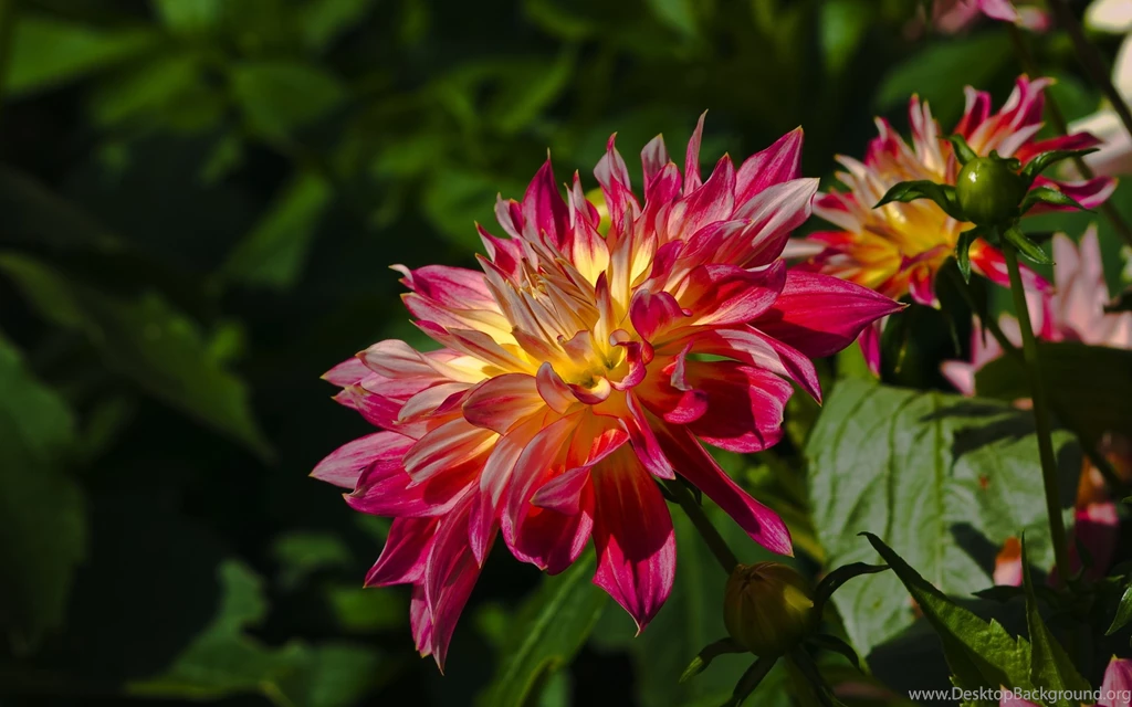 Best Flowers Wallpaper: Spring Flowers 893502 Flowers