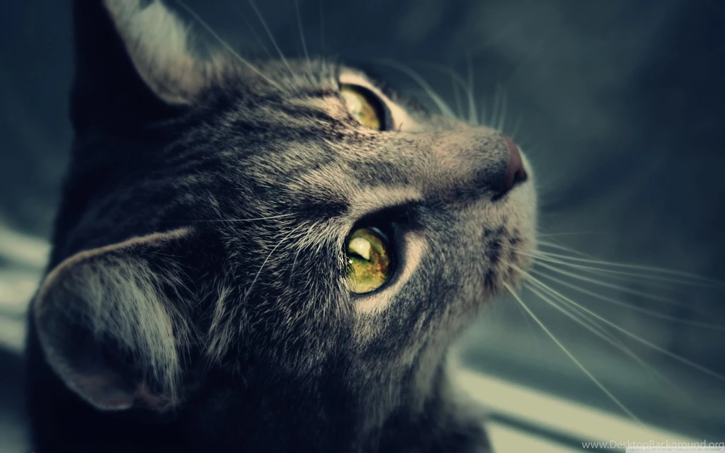 Wishful Cat Wallpapers Full HD [2880x1800]   Free Wallpapers Full Hd ...