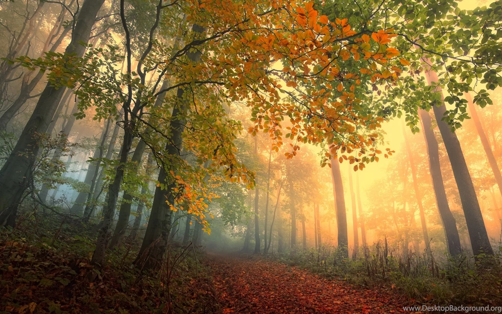 Autumn In The Forest 2880 X 1800 Retina Display Wallpapers