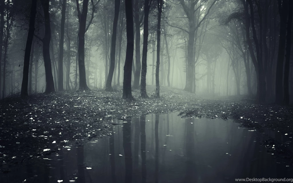 Dark Forest Wallpapers 2156 2880 X 1800 WallpaperLayer.com