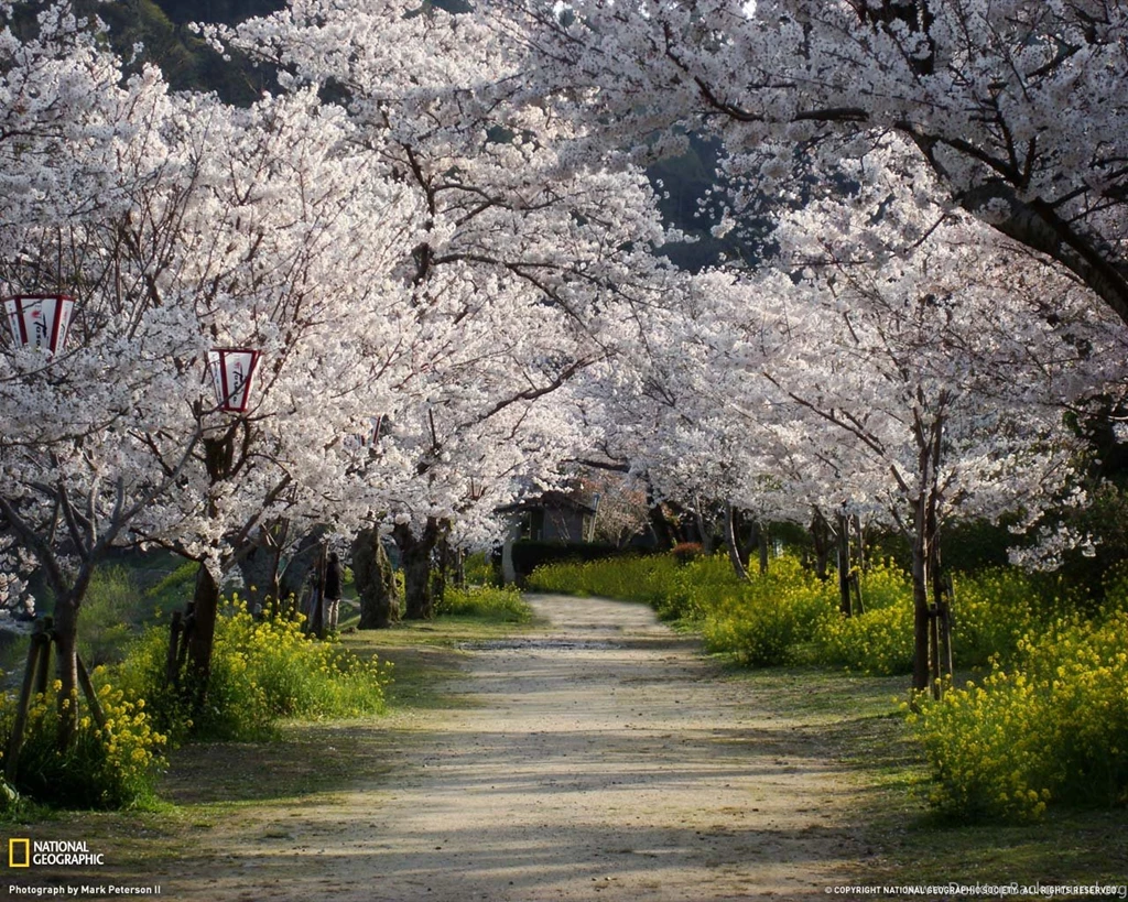 Cherry Trees And Walkway, Japan