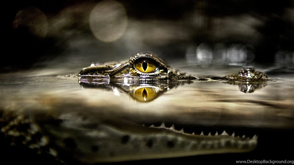 National Geographic Bokeh Alligators Reptiles Animal Image Wallpapers