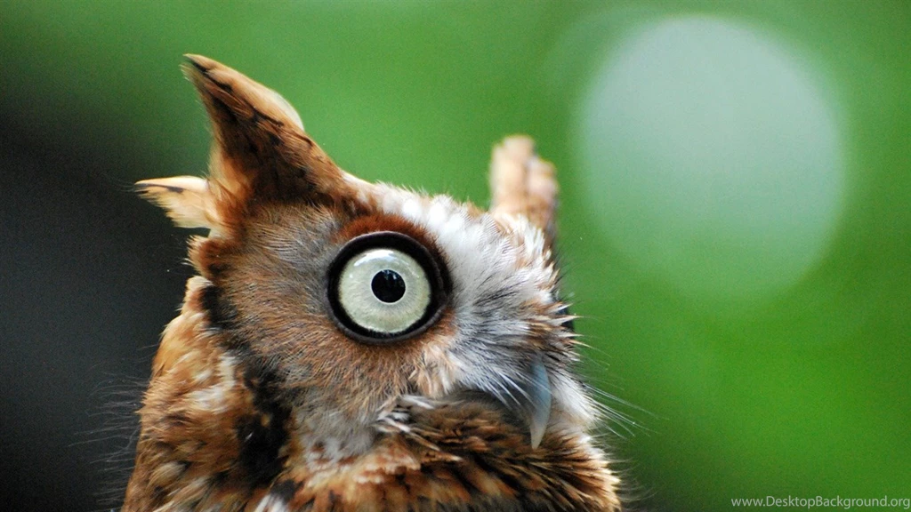 Owl North Carolina National Geographic Wallpapers Selected ...