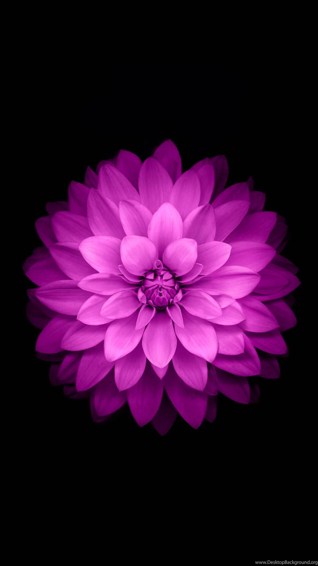 Purple Lotus Black Backgrounds Android Wallpapers Free Download