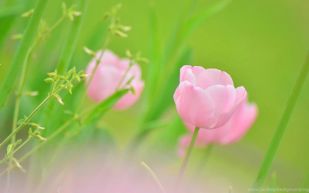 Hazy Beauty Macro Flower Photography Wallpapers 22 - Flower ...