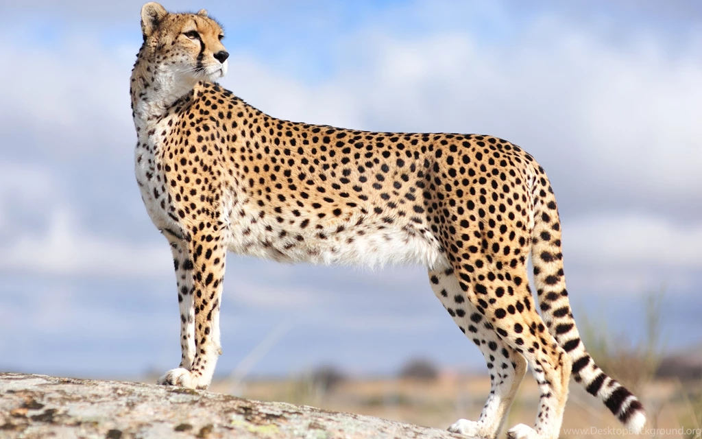 Excellent Cheetah Simulator Android Apps On Google Play Cheetah ...