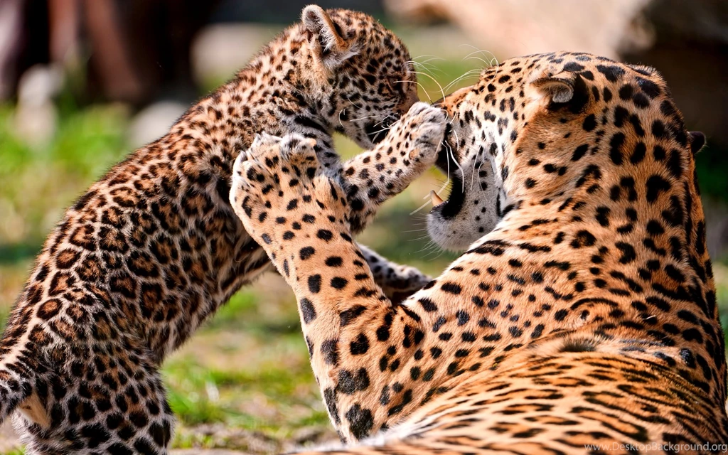 Cheetah Wallpapers