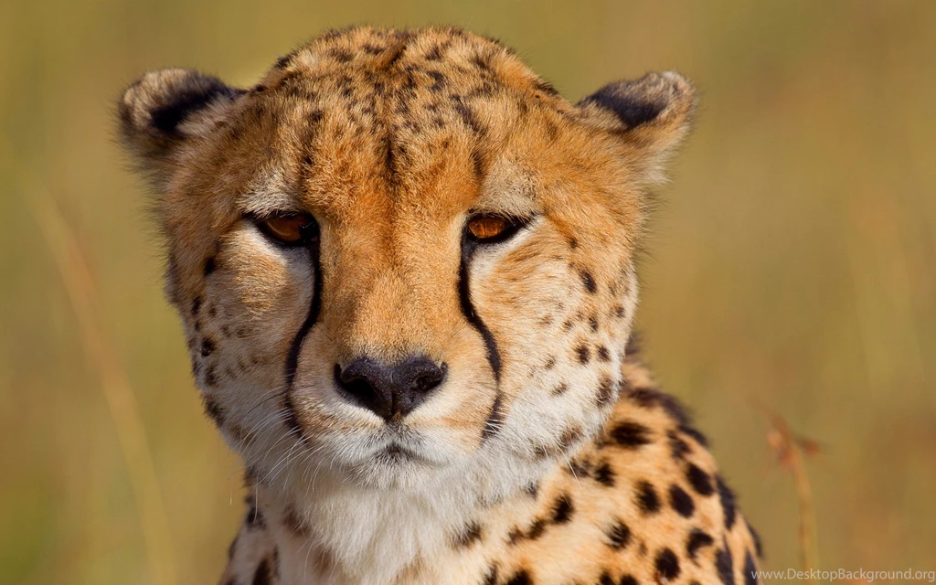 Cheetah Computer Wallpapers, Desktop Backgrounds
