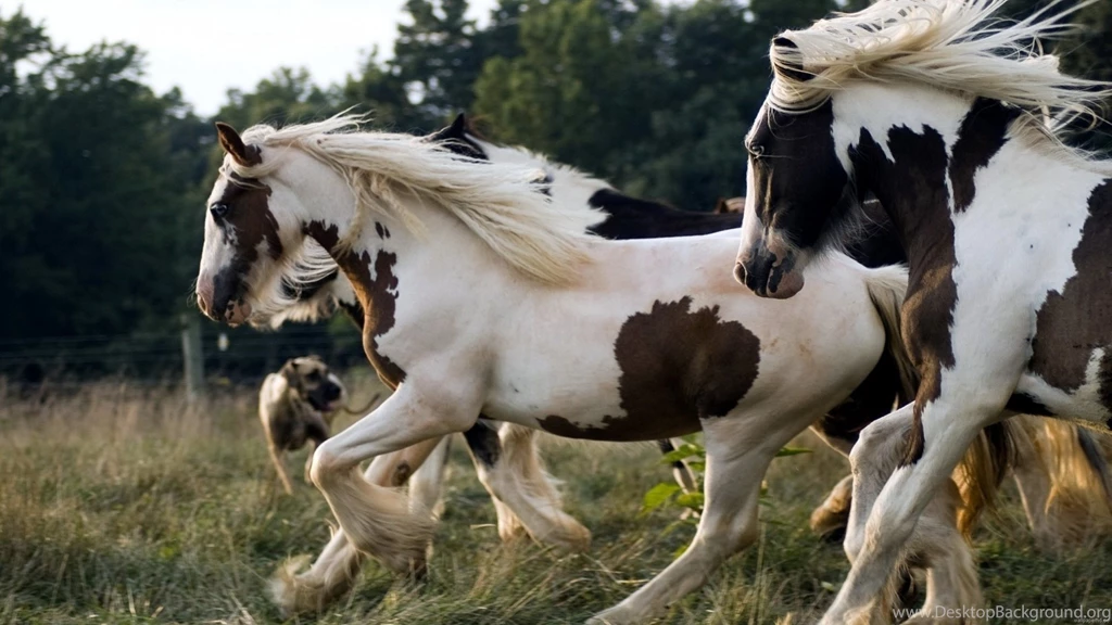 Running Horse Animals Wallpapers