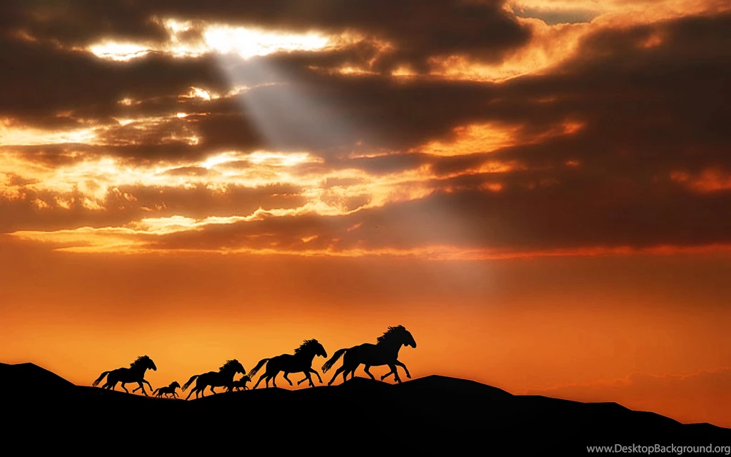 Wallpapers Of Animal: Several Horses Running In The Dusk