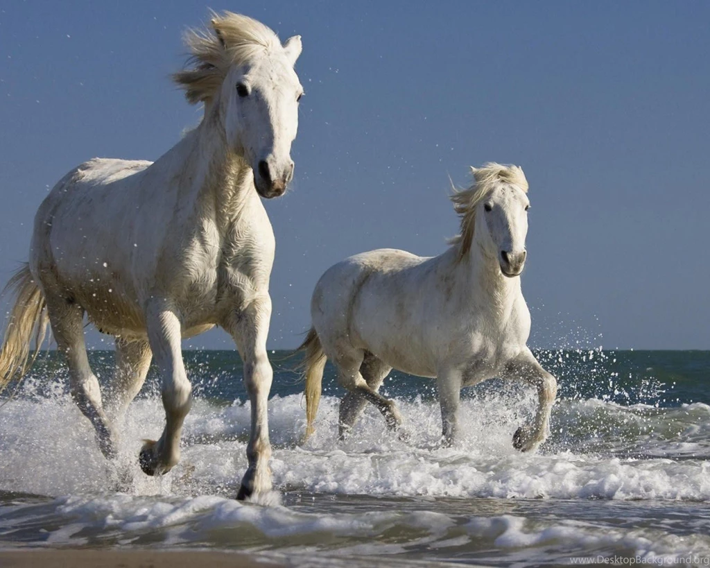 Wallpapers Running Horses White Runing Design 2560x2048
