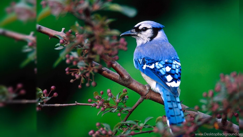 Desktop Hd Wallpapers Free Download_hd Wallpaper_Desktop Wallpapers ...