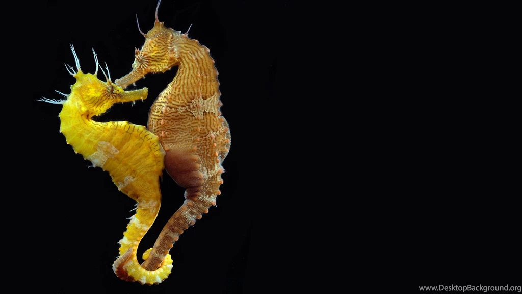 Lined, Seahorse, High, Definition, Wallpaper, For, Desktop ...
