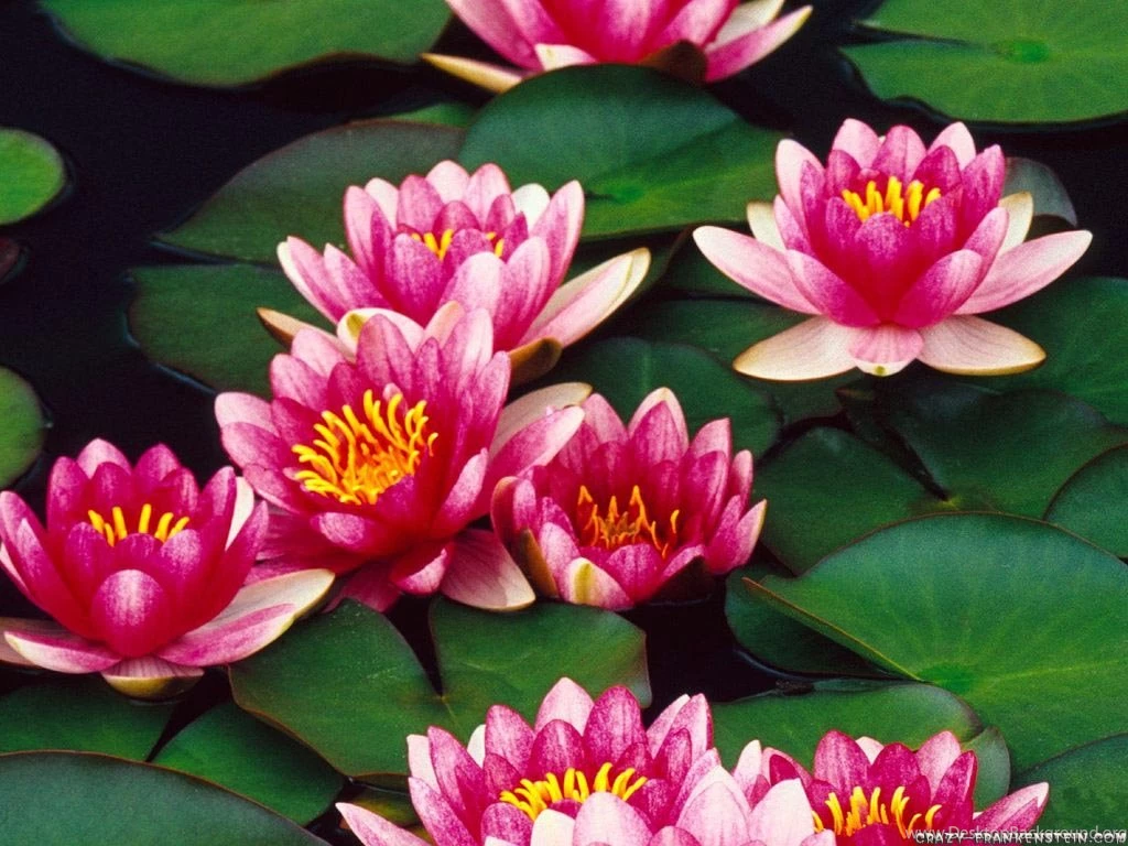 Water Lily   Flower Wallpapers   Crazy Frankenstein