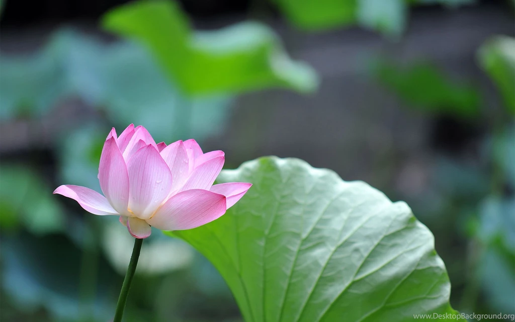 Water Lily Flower Wallpapers 3277 2880x1800   UMad.com