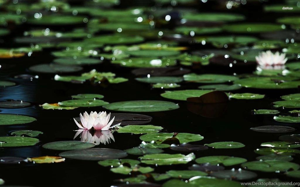 Water Lily Wallpapers