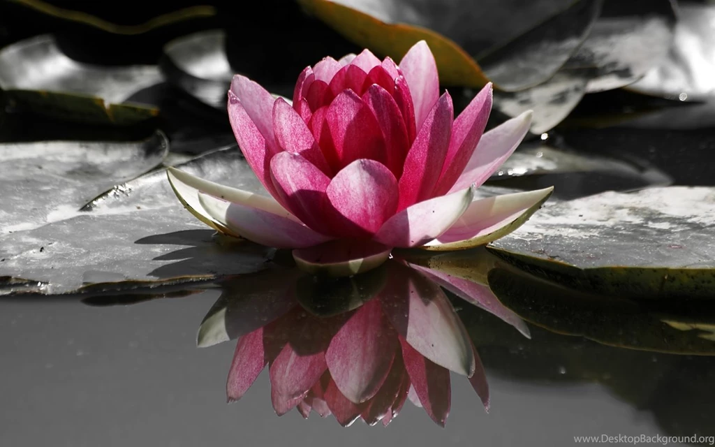 1280x1024 Water Lily Desktop PC And Mac Wallpapers
