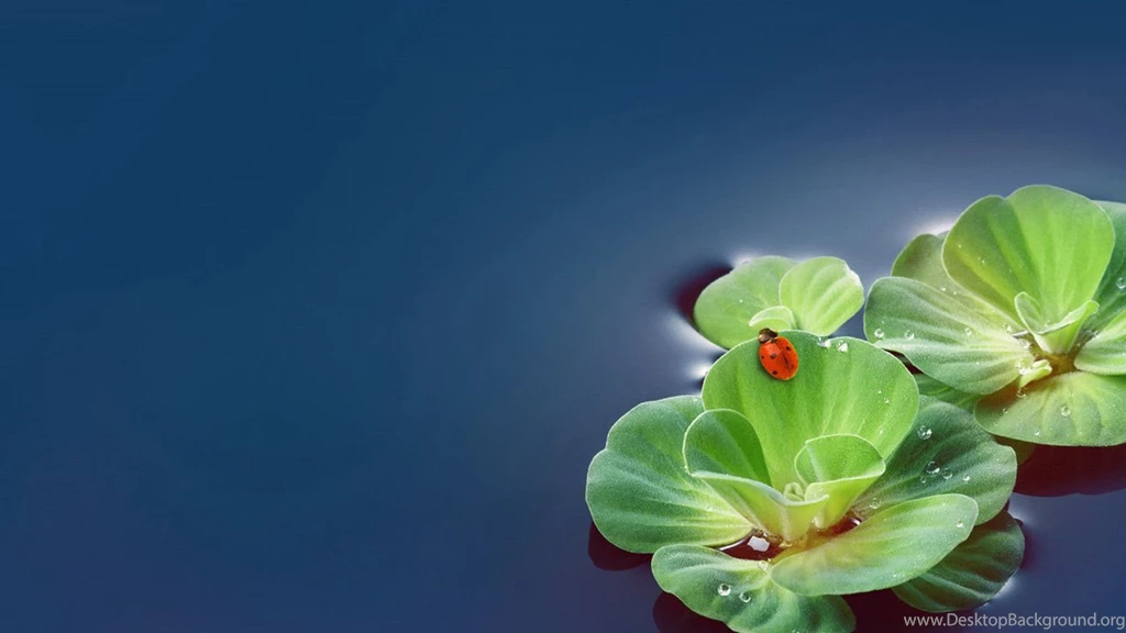 The Water Lilies Wallpapers HD, HD Desktop Wallpapers