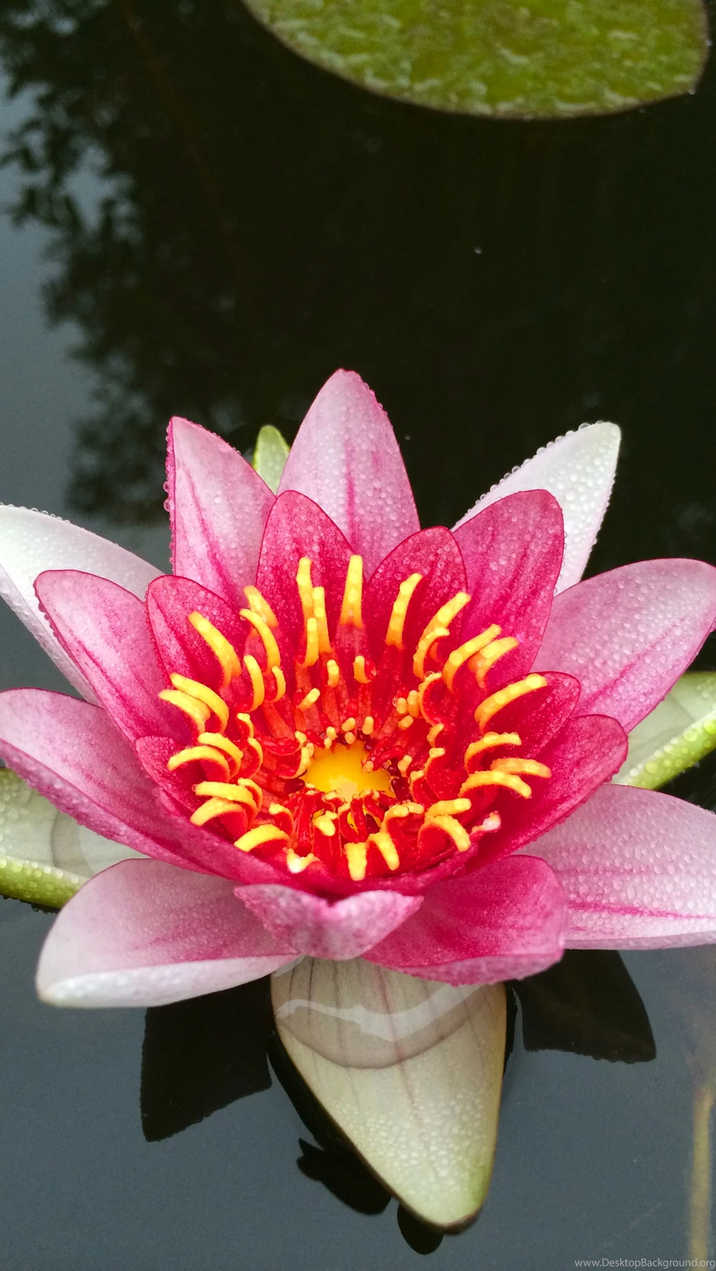 Wallpapers Of The Week: The Water Lily