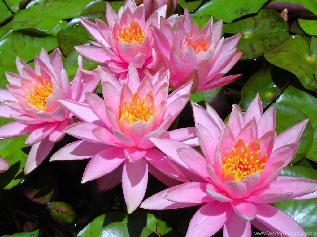 Water Lilies – Free Wallpapers