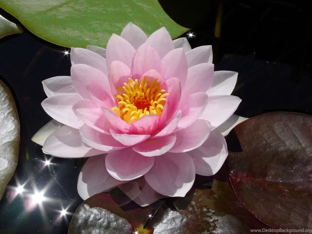 Water Lilies – Free Wallpapers