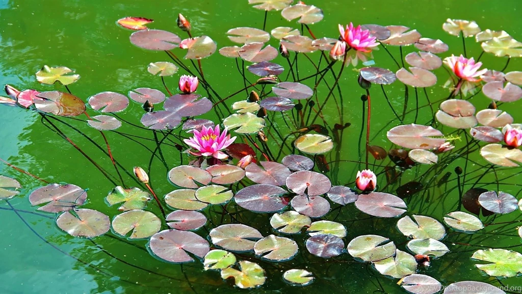Download Wallpapers 1366x768 Water Lilies, Water, Herbs, Leaves ...