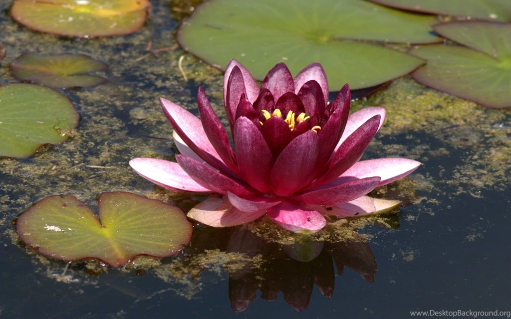 Water Lilies Wallpaper, Nymphea High Resolution, Water Lily ...