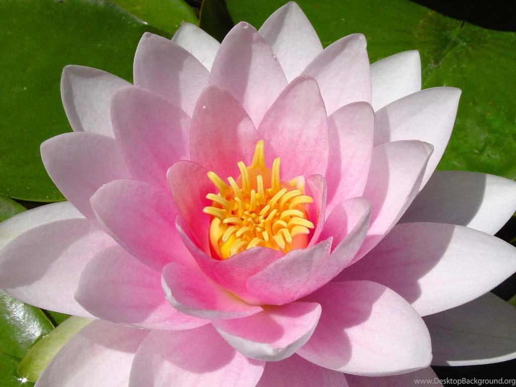 The Hallandia Water Lily Wallpapers Original