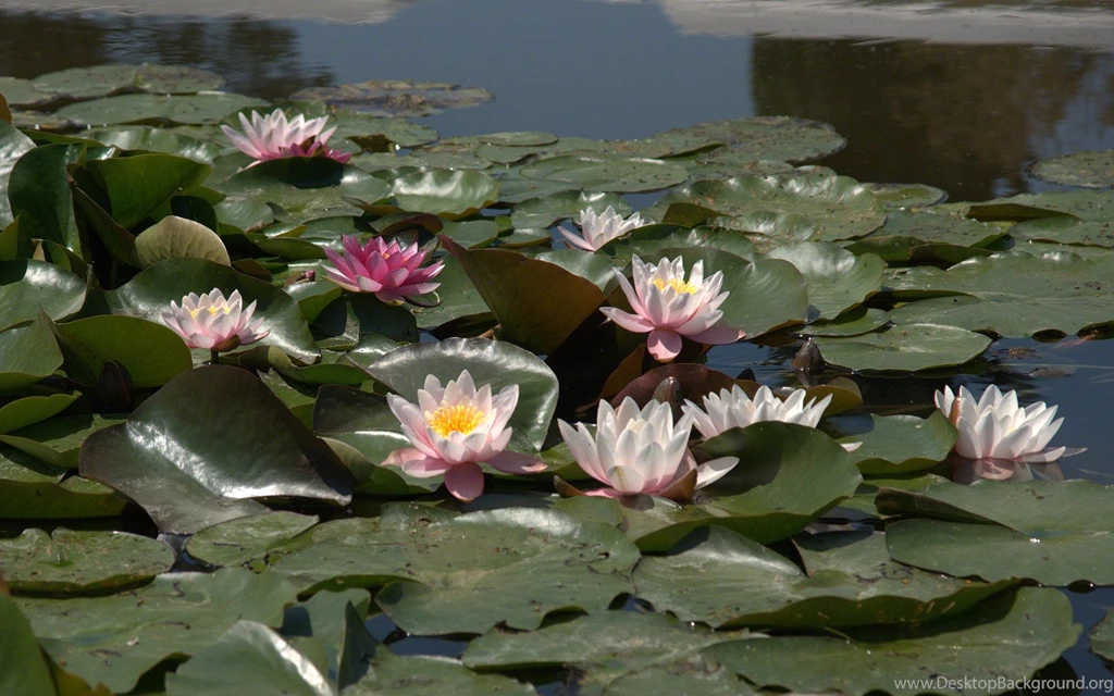 Water Lilies Wallpaper, Nymphea High Resolution, Water Lily ...