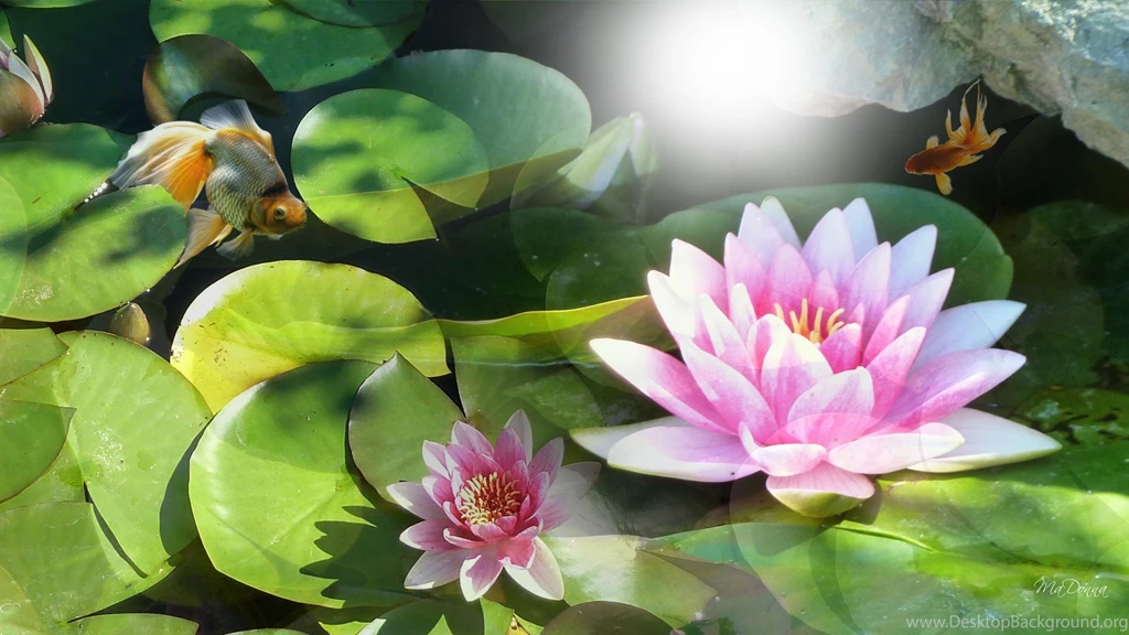 Sunshine on water lily 229673