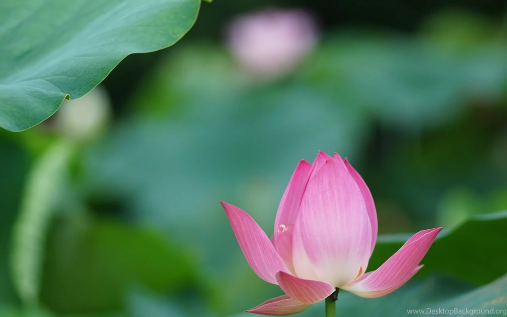 Lotus Water Lily Pink Flower Wallpapers Iphone