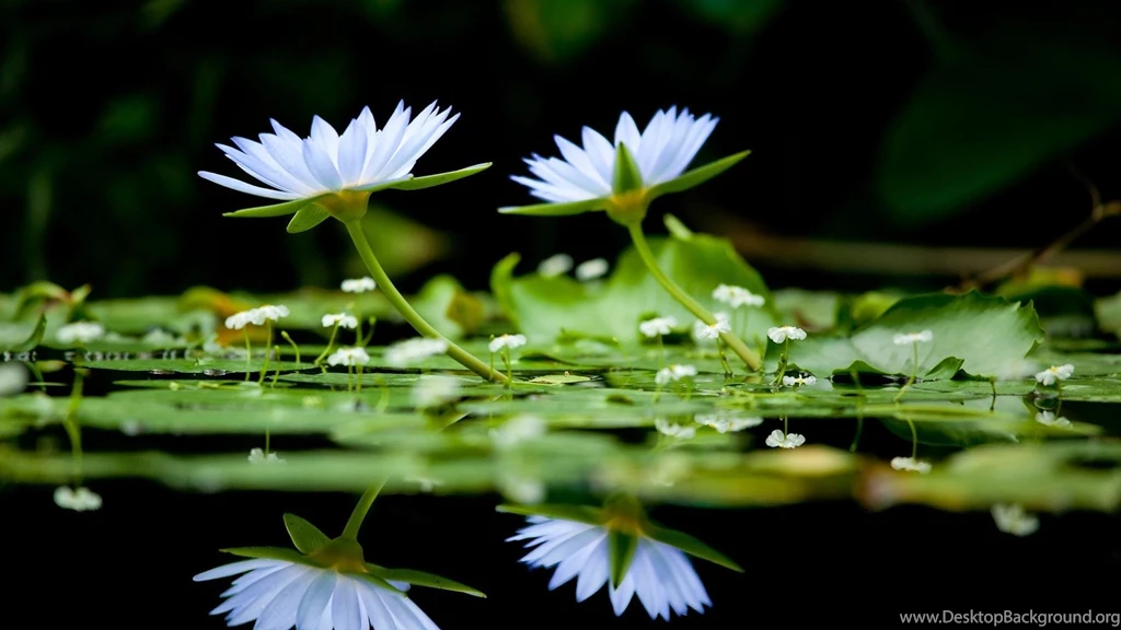 Flowers Reflections Water Lilies White Wallpapers