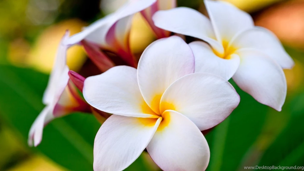 Flowers+wallpaper+desktop+background+full+screen+4.jpg
