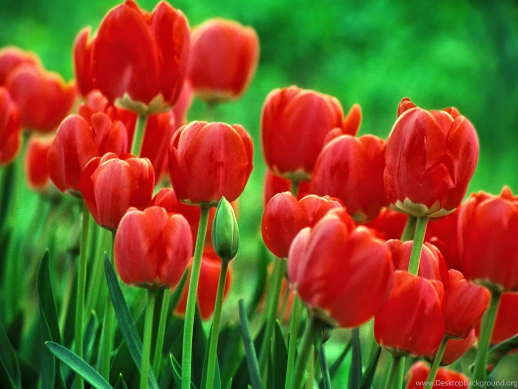 Flowers+wallpaper+desktop+background+full+screen+10.jpg