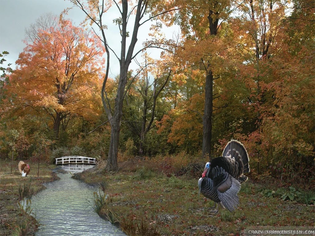 Thanksgiving Day Scene Wallpapers 2   Crazy Frankenstein