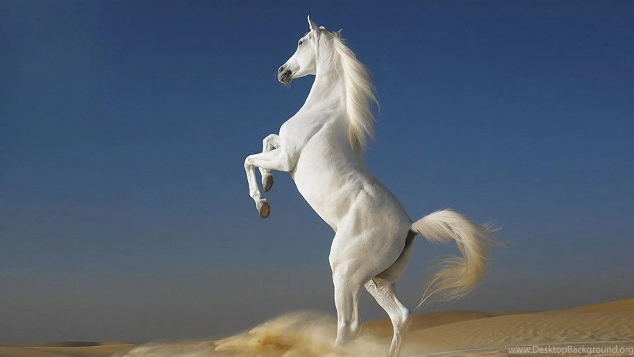 White Horse standing Two Feet desktop Wallpapers Full Screen ...