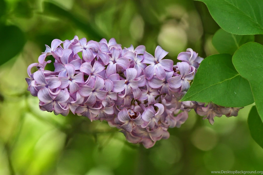 18 Flowers Wallpapers For Desktop Backgrounds Full Screen