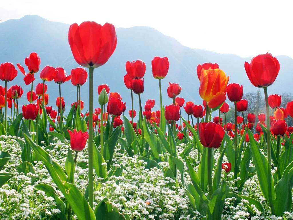Wallpapers: Red Tulips Wallpapers