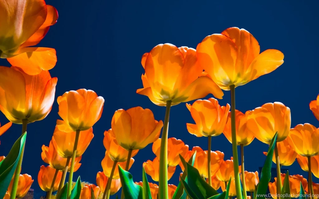 1280x800 Affectionate Tulips Desktop PC And Mac Wallpapers
