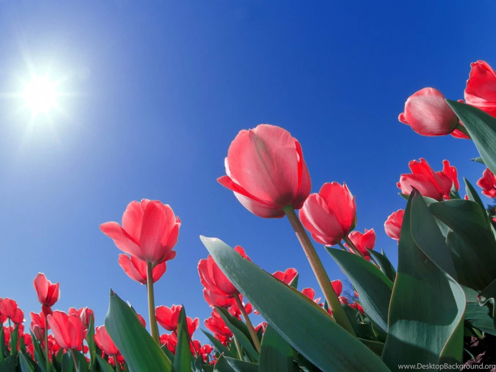 21+ Tulip Wallpapers, Backgrounds, Images,