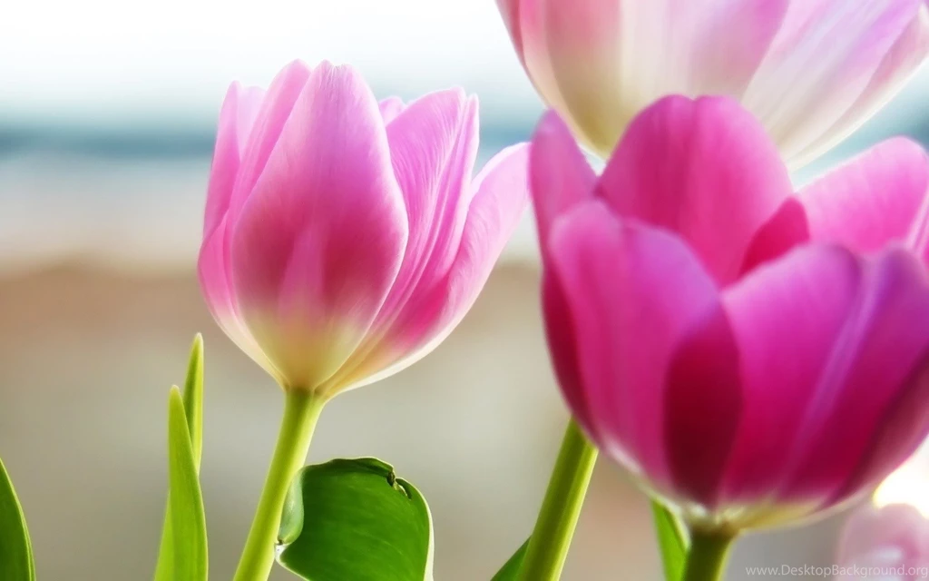 Pink Tulips