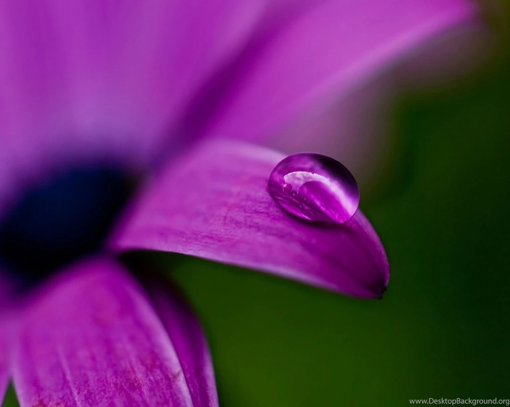 Cool Purple Flower Wallpapers
