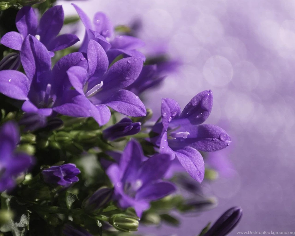 PURPLE FLOWERS WALLPAPER (