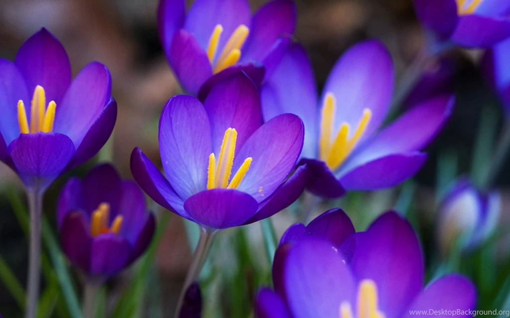 Purple Flowers Images And Wallpapers Download
