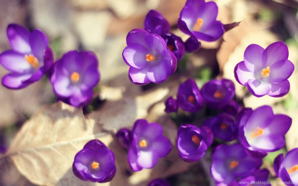 Beautiful Purple Flower Wallpapers Iphone : Flower Wallpapers ...