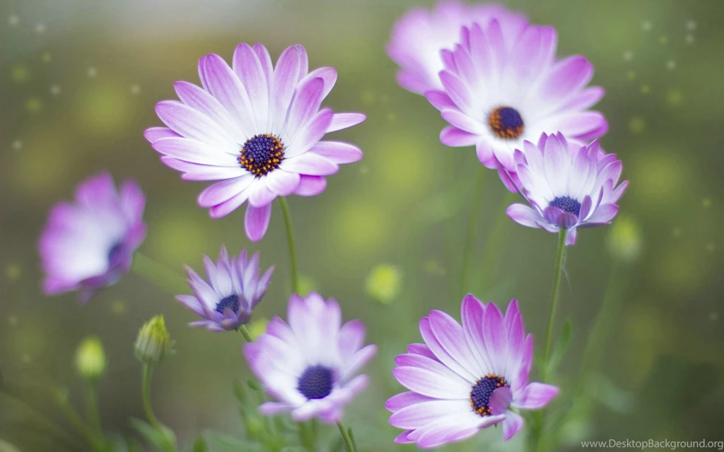 Purple Spring Flowers Wallpapers For Desktop, PC & Mobile